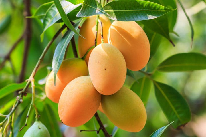Манго-манго